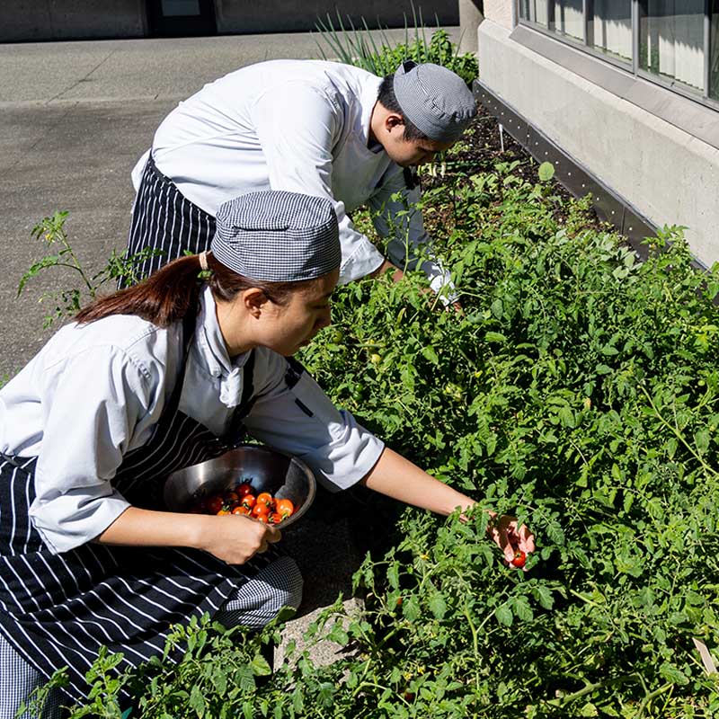 student chefs cutting herbs from the ϲ̳ garden